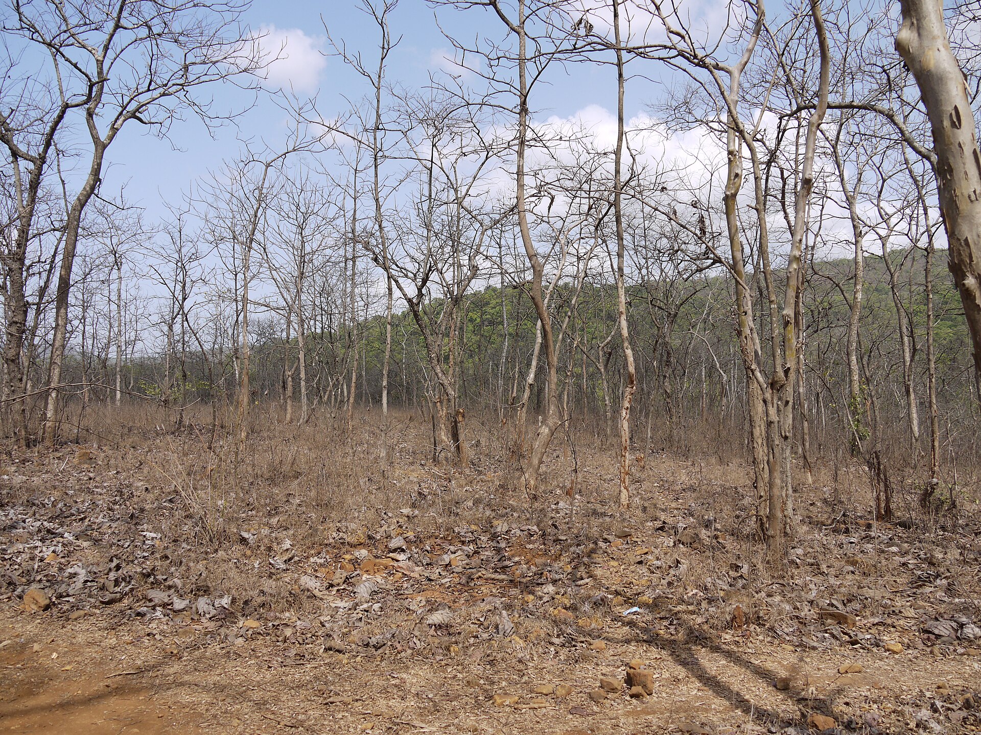 Karnala Bird Sanctuary photo 2